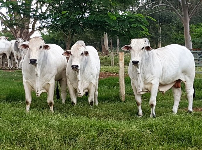 Fazenda Sant'Anna inova com Leilão Safra Antecipada, em 31 de janeiro