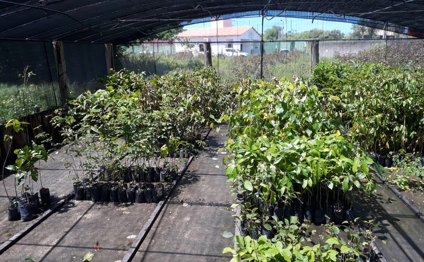 IMA recebe 5 mil mudas de plantas para o projeto Alagoas Mais Verde