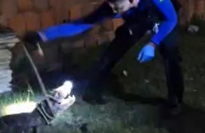 Policial Científico resgata jacaré que invadiu residência em Marechal Deodoro