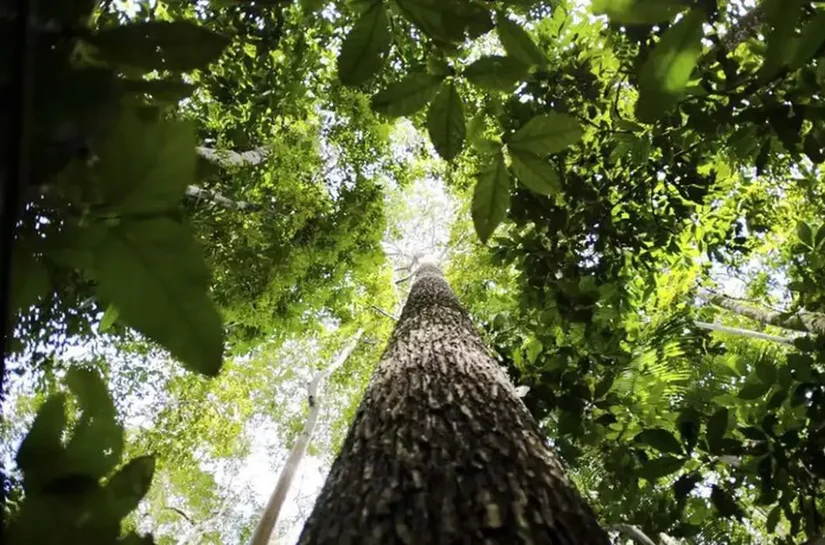 Países defendem fundo florestal com recursos carimbados para indígenas