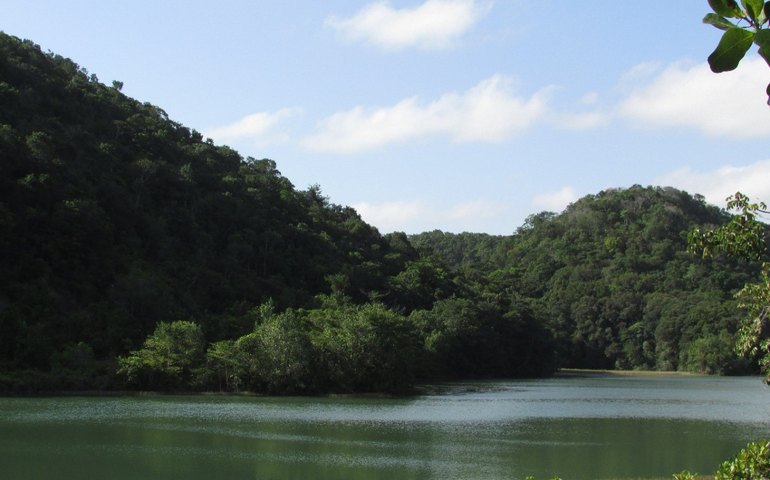 Pesquisadores registram espécies inéditas de anfíbios na APA do Catolé e Fernão Velho