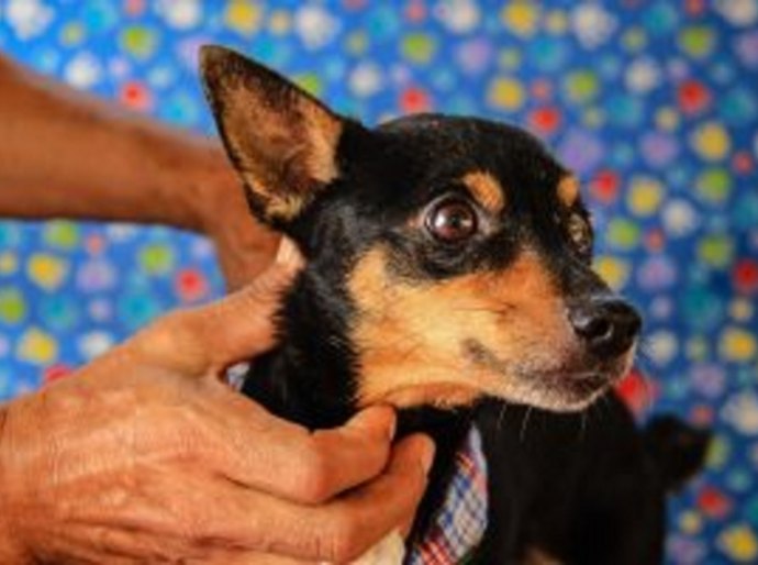 SMS estuda parceria do CCZ com Curso de Veterinária do Cesmac