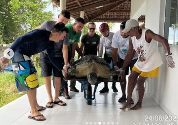 Tartaruga-verde é resgatada após não conseguir retornar ao mar