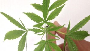 MACONHA