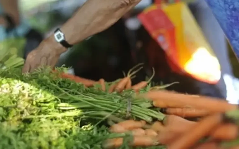 Vegetariana x vegana: qual dieta à base de plantas é a mais saudável e sustentável?