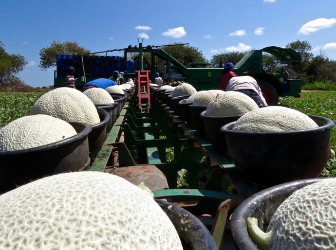 Banco do Nordeste e BTG Pactual lançam Fiagro Nordeste para impulsionar o agronegócio