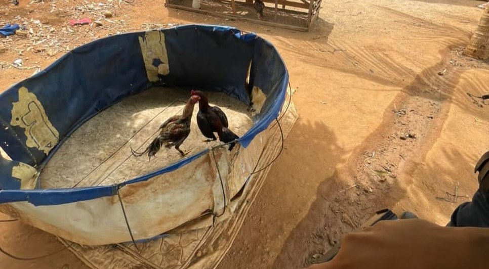 Catorze pessoas são detidas na rinha de galo em Canindé de São Francisco / Foto: Foto: Polícia Militar/SE