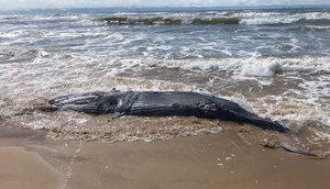 Baleia é encontrada em estado de decomposição na Zona Sul de Aracaju / Foto: Foto: Emsurb/Aracaju