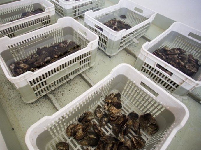 Produção, comercialização e consumo da ostra em AL é tema de seminário