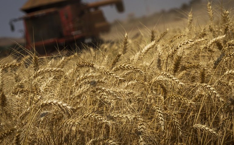 Produção de grãos terá crescimento recorde de 8,3%, prevê Conab