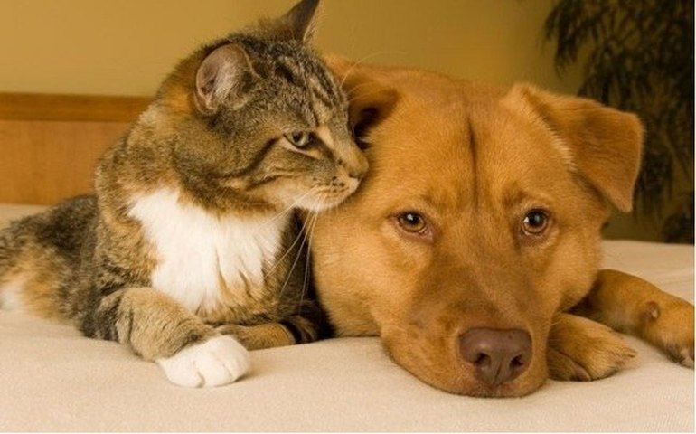 Saúde lança campanha de vacinação antirrábica no próximo sábado