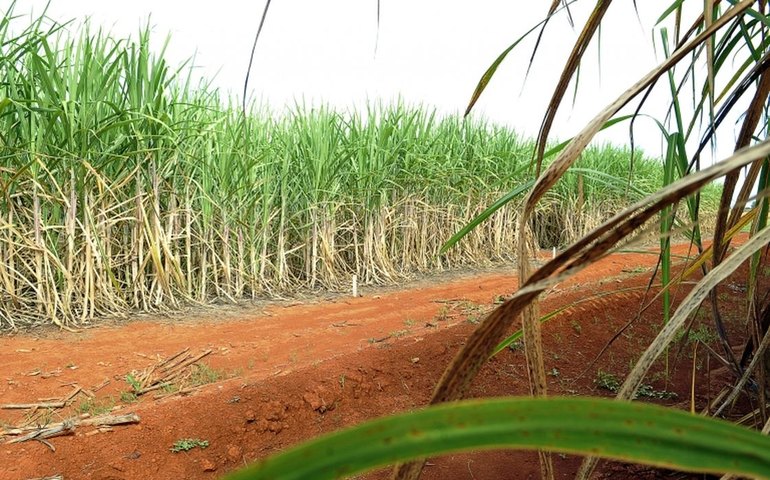 “Super enzima” de bactéria pode transformar resíduos em biocombustível