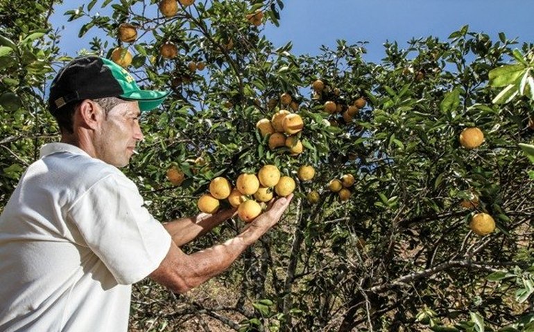 Produtores do estado conquistam novos mercados com o Alagoas Maior
