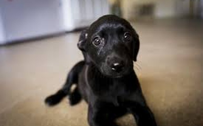 Animais clamam por proteção