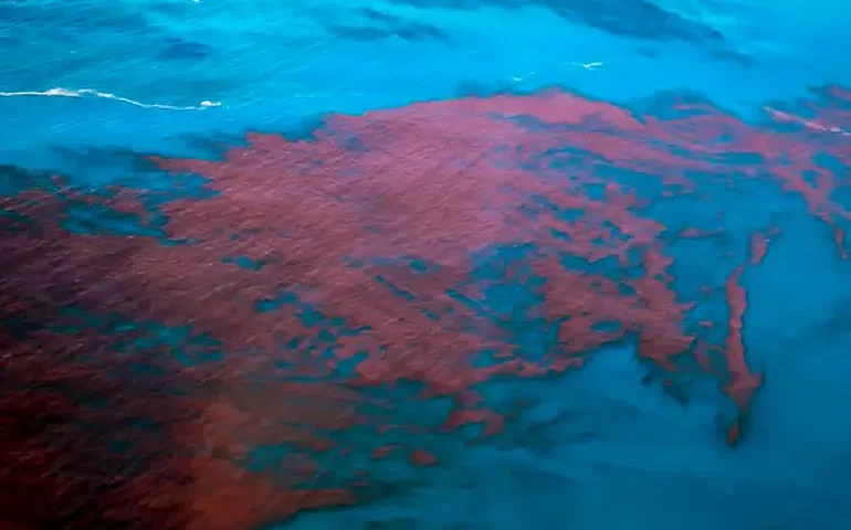 Maré vermelha: entenda o motivo da proibição da venda de mexilhões e ostras em SP