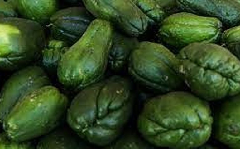 Dicas de Saúde: injustiçado, o chuchu pode ser saboroso - e faz bem!