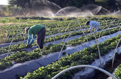 FNE 2026 fortalece agricultura familiar, microcrédito e economia criativa no Nordeste