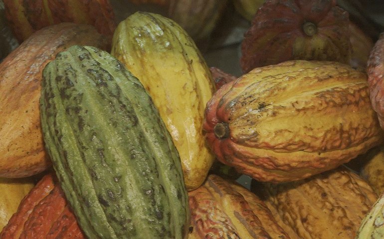 Para CNA e Federações, mudança das regras de drawback para importação de amêndoa de cacau protege produção nacional