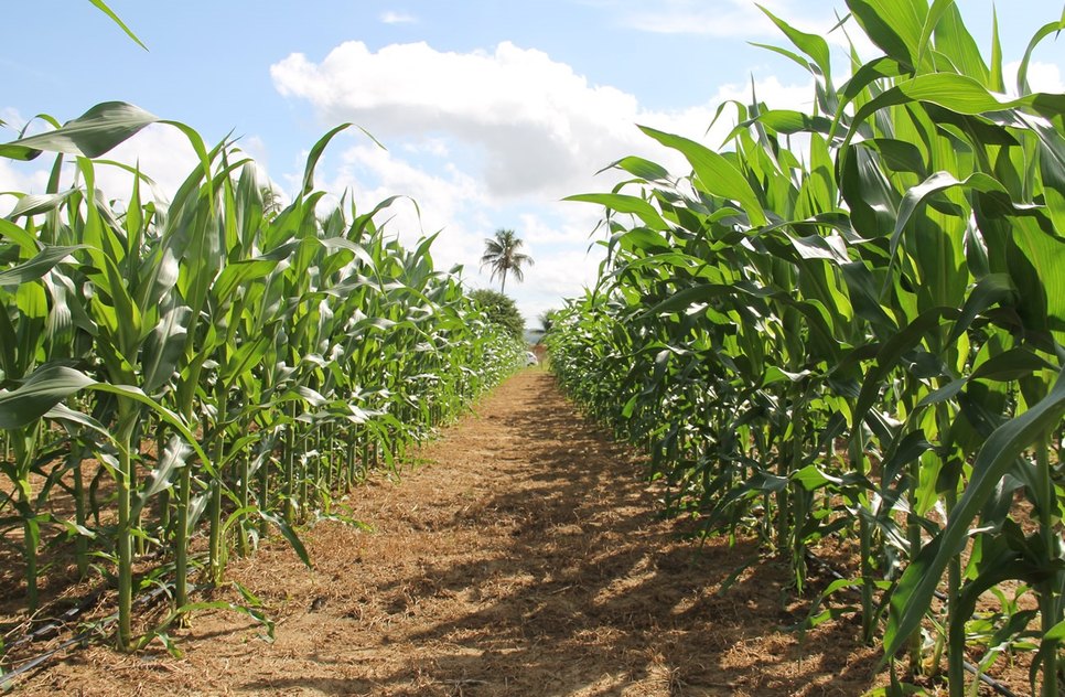 ESPIGAS DE MILHO EM SERGIPE / Foto:  Fernando Augusto