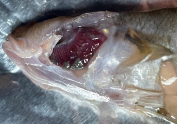 Ufal: laudos apontam pesticidas como causa da morte de peixes na Lagoa Mundaú
