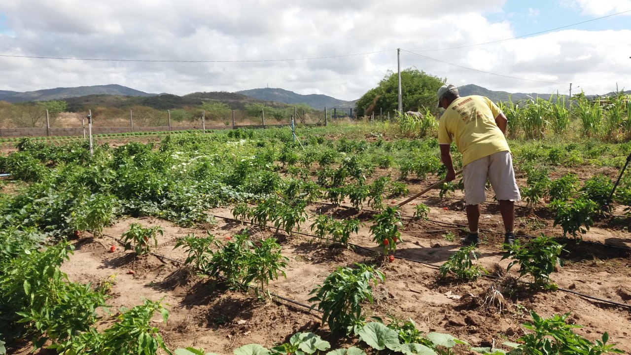 Secretaria de Agricultura informa sobre prorrogação do prazo para inscrição no Garantia-Safra 2024/2025