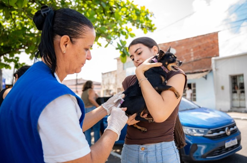 Prefeitura de Maceió vacina mais de 98 mil animais durante campanha antirrábica em 2025