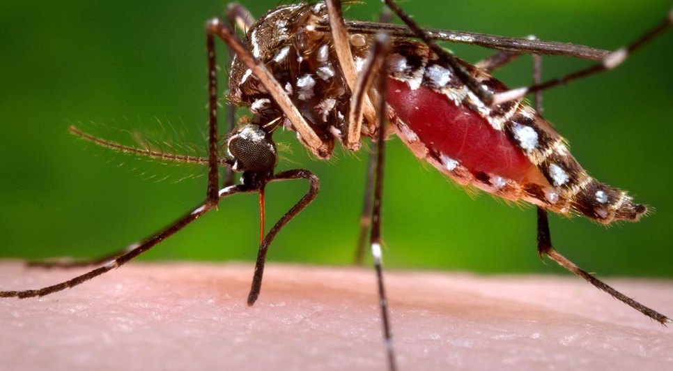 aedes