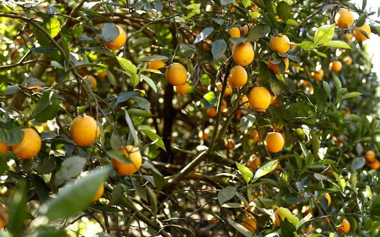 Governo libera R$ 83,5 milhões para o combate a pragas e doenças em animais ou plantas