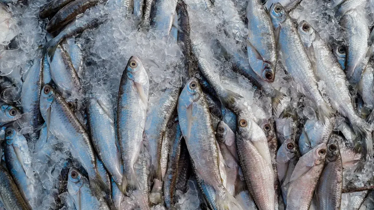 Abipesca pede que pescados brasileiros sejam excluídos de investigação sob Seção 301