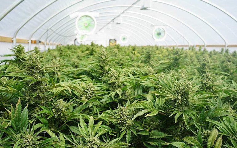 Audiência pública expõe divergências sobre uso medicinal da Cannabis