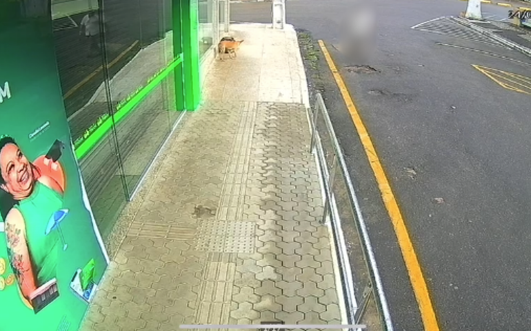 PC prende em flagrante idoso por envenenar animais em Palmeira dos Índios