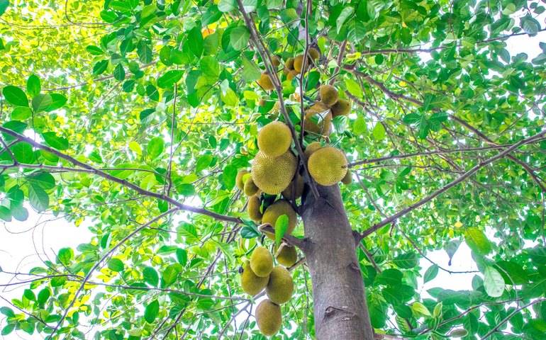 Mais de 200 plantas invasoras ameaçam vegetação nativa do país