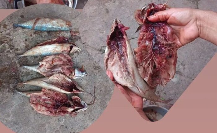 Imagens dos peixes