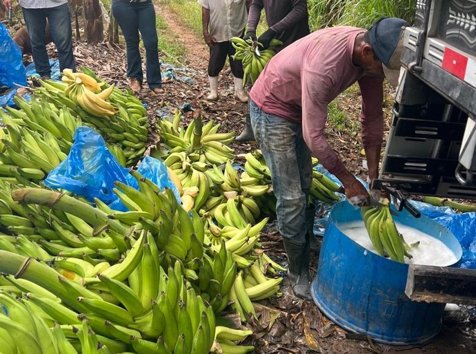 Adeal fiscaliza combate à Sigatoka Negra em bananicultores de Porto Calvo