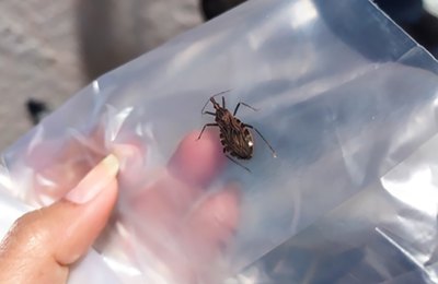Secretaria da Saúde tem postos para recolher barbeiro transmissor da doença de Chagas