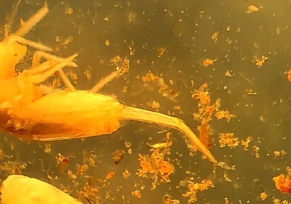 Animal em extinção de 1 mm é encontrado apenas em caverna no Pará