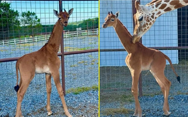 Filhote de girafa nasce sem manchas em zoológico dos Estados Unidos