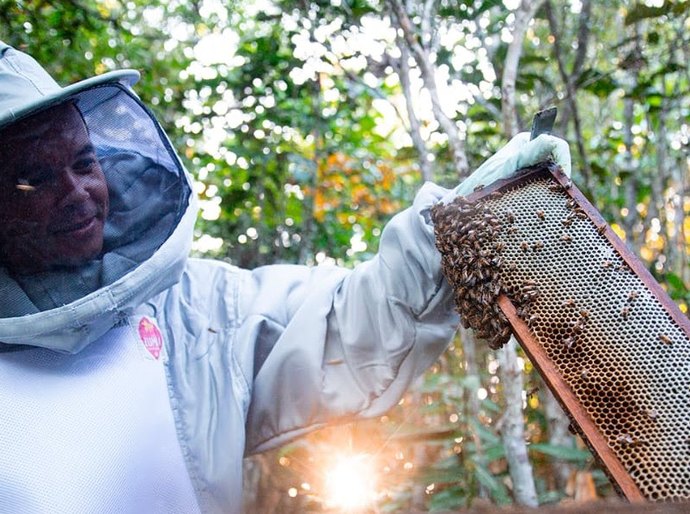 Banco do Nordeste impulsiona apicultura em Alagoas com aumento de 47% no crédito em 2025