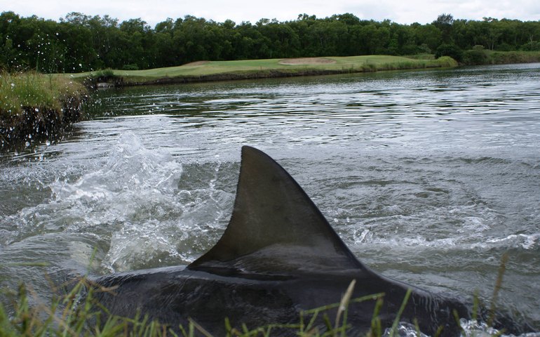 Após enchente, campo de golfe na Austrália vira lar por 17 anos de tubarões-touro, um dos mais perigosos para seres humanos