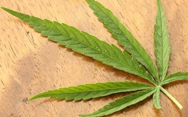 Anvisa simplifica processo de importação de canabidiol por pessoas físicas