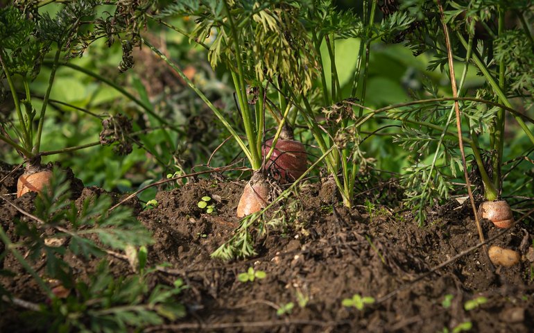 Agricultura mais resiliente e sustentável precisa ser expandida para proteger o produtor brasileiro das mudanças climáticas, diz estudo