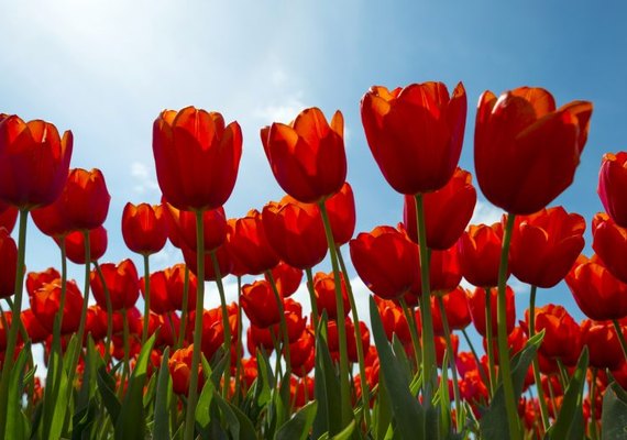 Nova lei dá nome de Dr. James Parkinson à tulipa vermelha, símbolo da doença de Parkinson