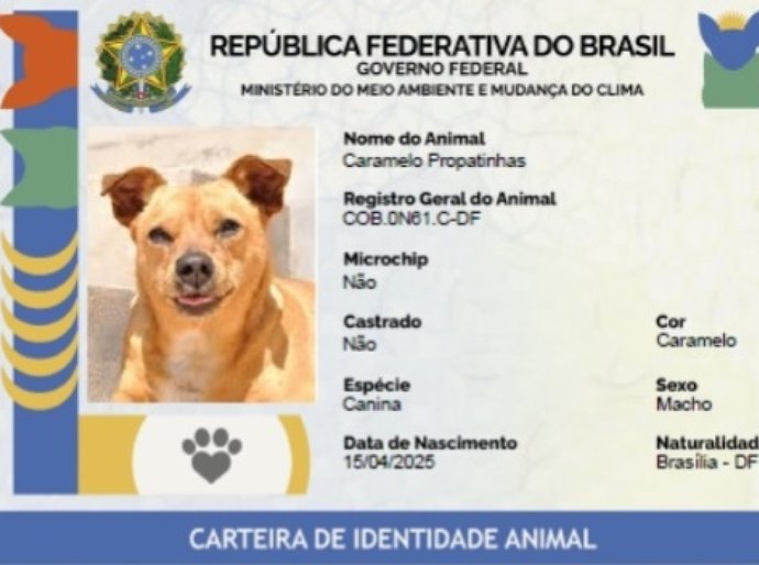 Secdef fará emissão de RG Animal para cães e gatos durante Pet Cidadão nesta quarta (28)