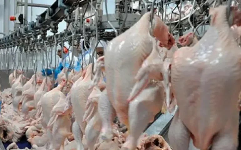 Gripe aviária: Mapa autoriza armazenamento temporário de carne de frango pronta para exportação