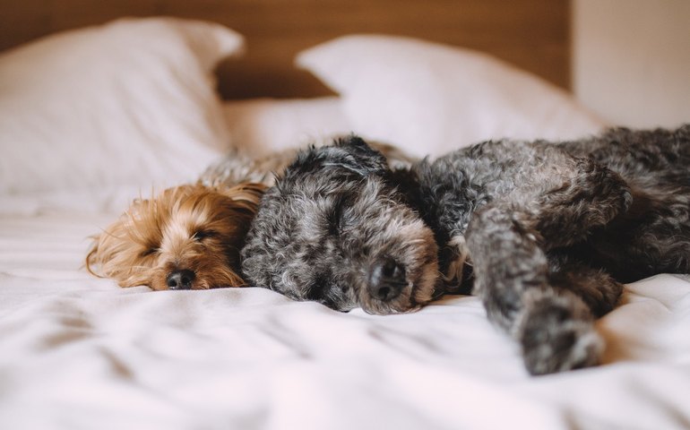 O desafio de deixar o cachorro sozinho na residência