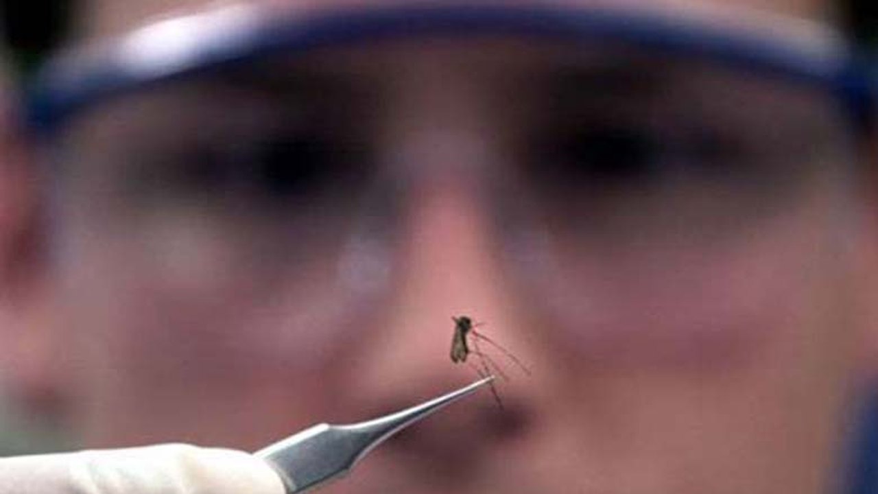 AL tem 24 cidades em alerta ou risco de surto de doenças do Aedes aegypti