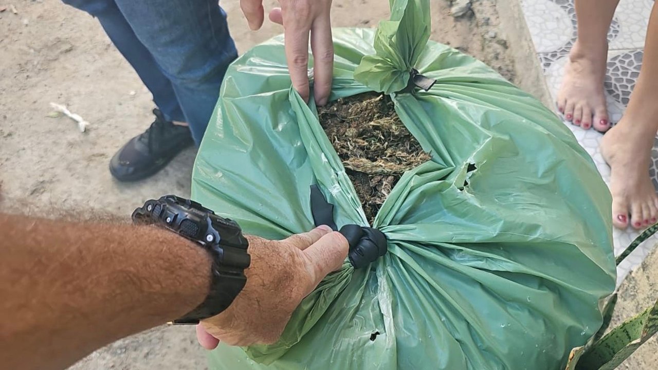 Acesso fácil à maconha aumenta risco de uso entre adolescentes, aponta estudo