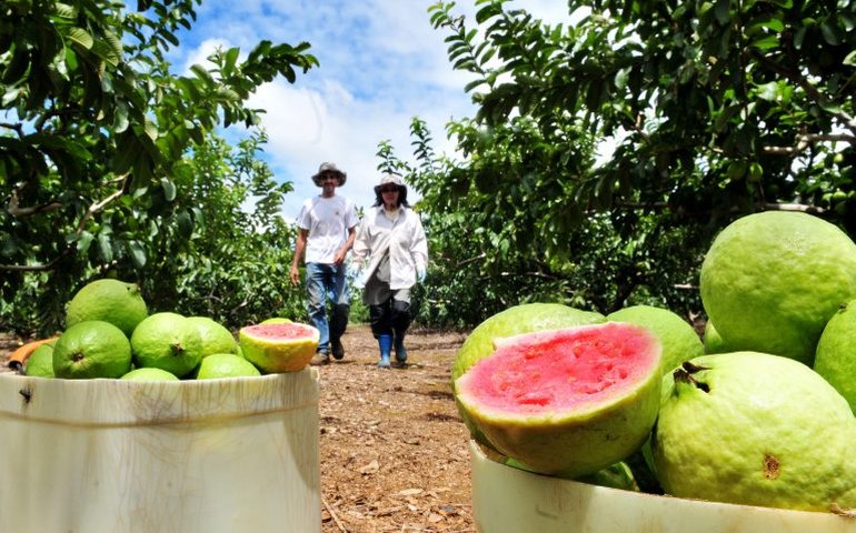Lei concede a Carlópolis (PR) o título de Capital Nacional da Goiaba de Mesa