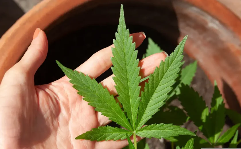 Mendes rejeita recursos sobre descriminalização do porte de maconha