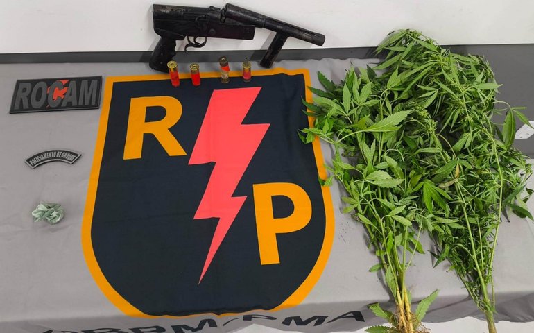 PM encontra plantio de maconha e apreende drogas e munições em dois municípios alagoanos